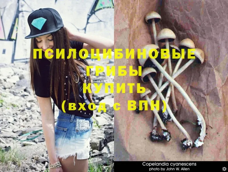 Псилоцибиновые грибы Magic Shrooms  купить закладку  Адыгейск 